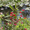 circuit_giverny_Fleurs