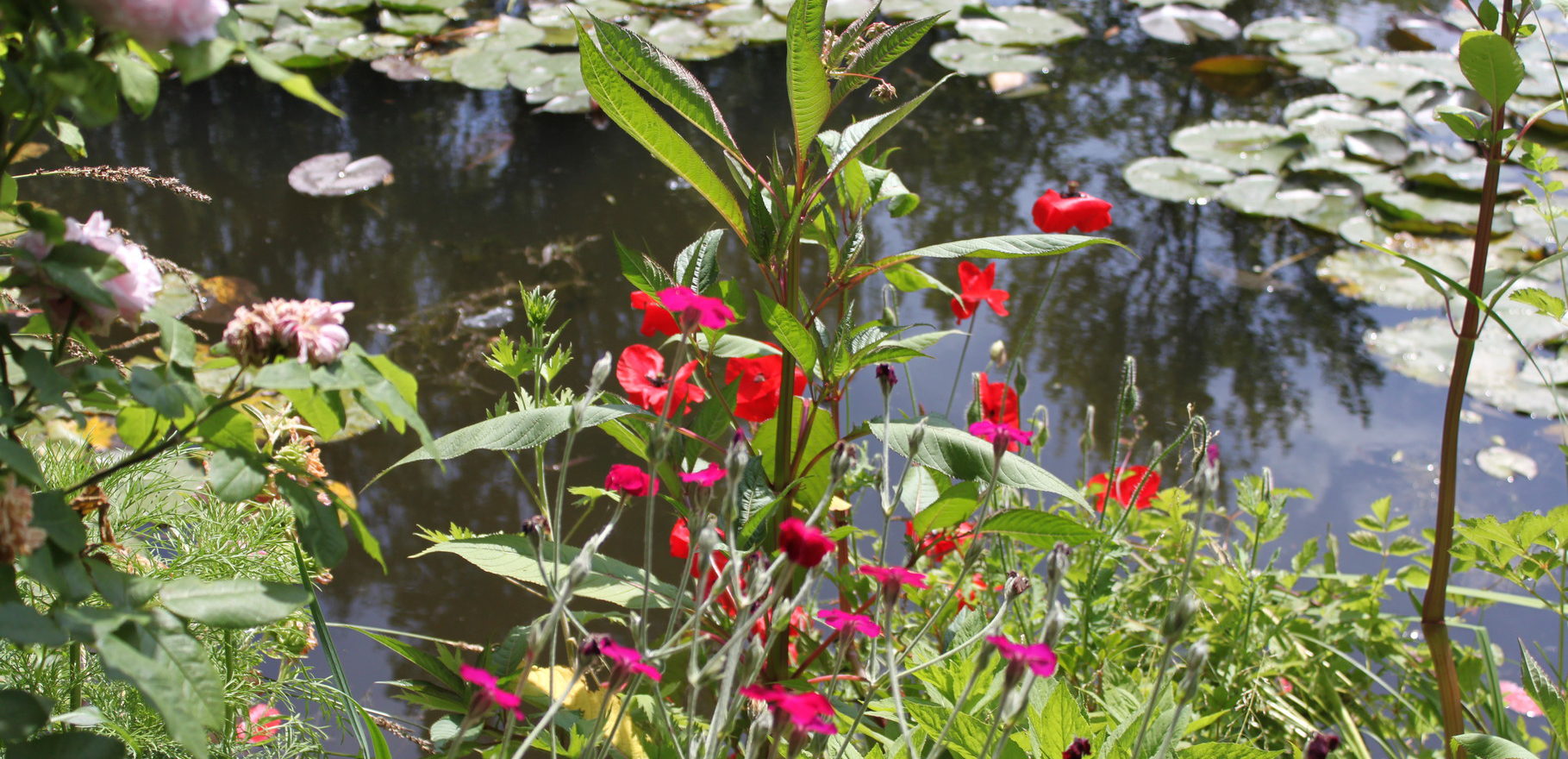 circuit_giverny_Fleurs